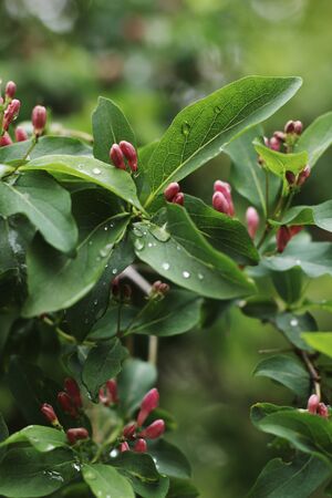The Fresh Buds after the Rain in the Summer Garden