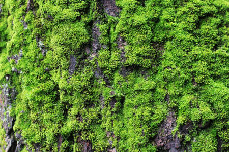 The Green Moss on the Forest Treeの写真素材