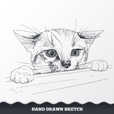 Hand drawn cat face. Sketched playful kitten muzzle look out from the desk. Pet neb symbol. Vectorのイラスト素材