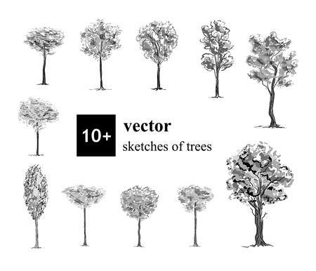 Hand drawn black and white set of 10+ different trees, elements for decoration. Vector sketch.のイラスト素材