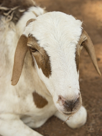 African goat, Senegalの写真素材