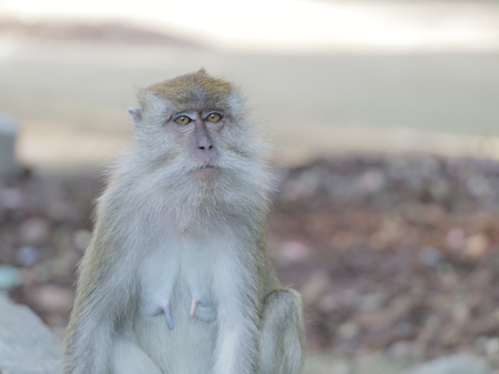 Female makake portrait, female makake portrait