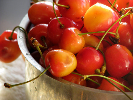 cherries red sweetの写真素材