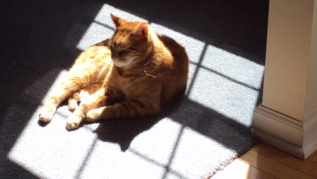 orange cat sunbathingの写真素材