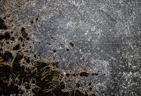 stone background with moss and needles