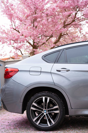 The back of a BMW X6 car against the background of sakura