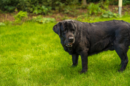 A black elderly male Labrador retriever stands on the lawn on a sunny day in summerの写真素材