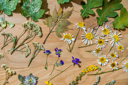 Freshly dried flowers and leaves arranged elegantlyの写真素材