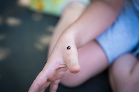 Ladybug on a childs hand in a close-up shotの写真素材