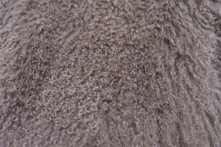 Soft texture of a Mongolian sheepskin fur coat in grey tonesの写真素材