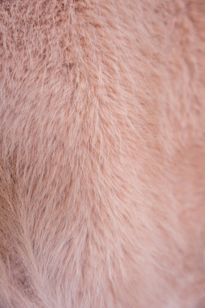 Soft texture of a faux fur coat in warm peach fuzz tonesの写真素材