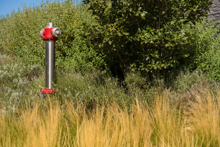 A bright red fire hydrant standing amidst dense green bushes and golden tall grass under daylight.の写真素材