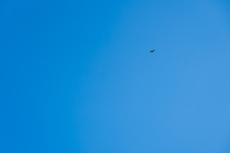 A single bird glides effortlessly through the expansive blue sky, evoking a sense of freedom