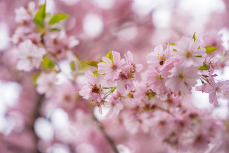 Sakura background with pink flowers in spring time in Aprilの写真素材