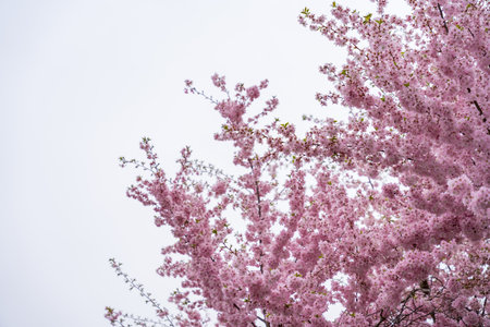 Sakura background with pink flowers in spring time in Aprilの写真素材