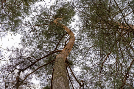 Twisted pine trunk in a forest in the Czech Republicの写真素材