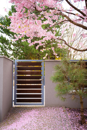 The gate is located next to the sakura. Fallen sakura petals.