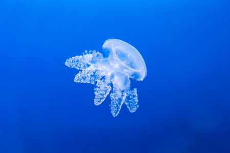 Transparent jellyfish floating in deep blue waterの写真素材
