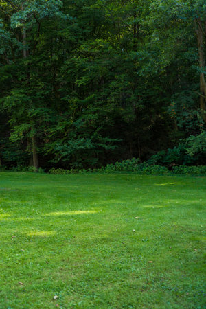 Green meadow in Czech wood with dense forest in the background