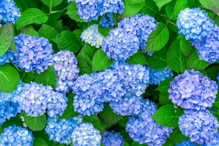 Blue and lilac hydrangea flowers in bloom with green leaves, Bergen, Norway