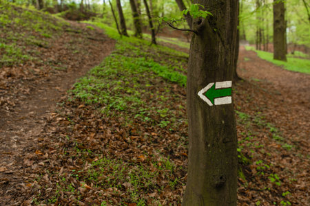 Czech forest trail with green hiking mark on tree trunk - directional arrow sign in spring woodlandの写真素材