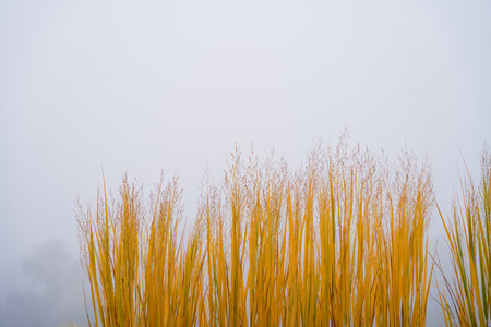 Autumn yellow ornamental grass against foggy sky with ample copy space for seasonal minimalismの写真素材