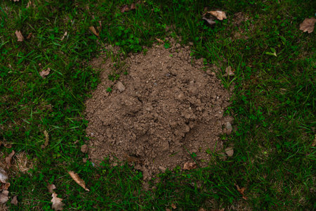 Fresh soil mound on green grass, likely from mole or shrew activity, natural outdoor ground texture