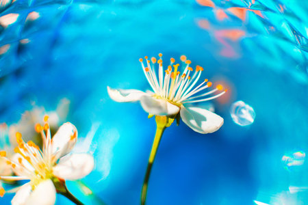 Cherry blossom on a blue backgroundの写真素材