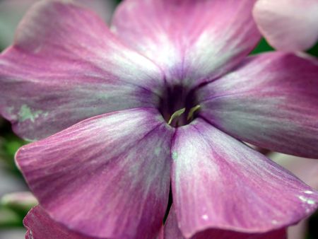 Violet decorative, gardenの写真素材