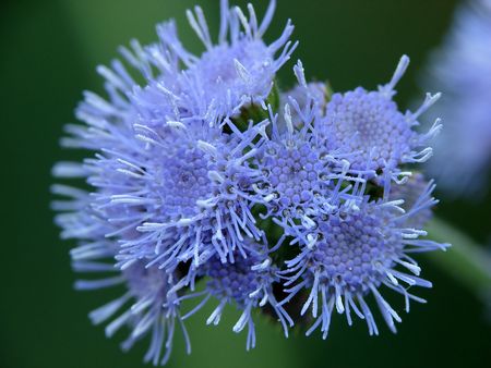 Flora - a volleyball ballの写真素材