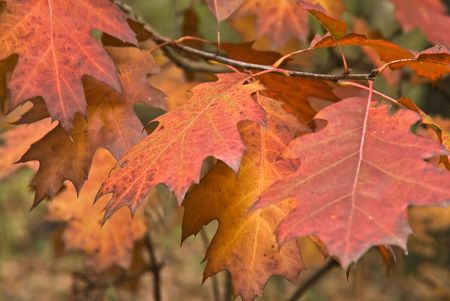 Bright red leaves