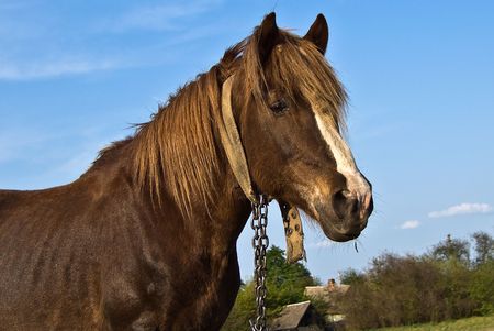 Master's horseの写真素材