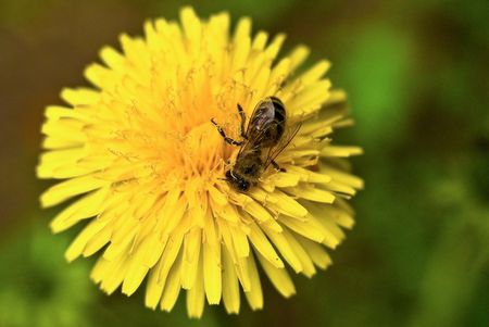 Bee on a dandelion
