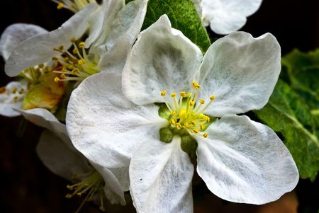 Flowersの写真素材