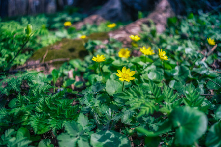 Flowers and plants - nature of Ukraine. Ukraine was blessed with many species of flora and fauna.の写真素材