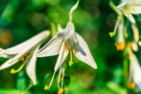 White flower with blurred background. Sunny day image.の写真素材