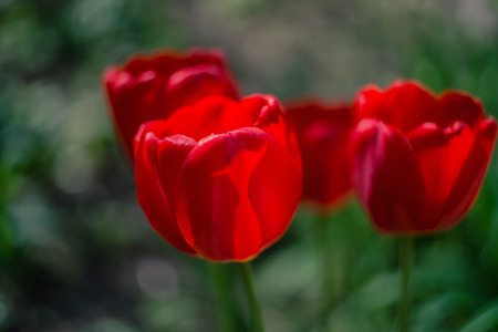 Red flowers with blurred background. Sunny day image.の写真素材