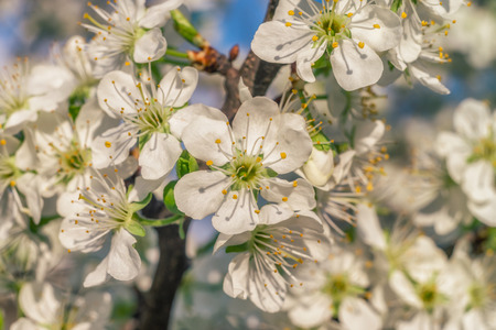 White flower with blurred background. Sunny day image.の写真素材
