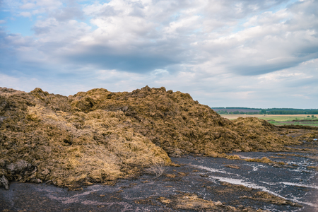 Organic cow compost for agricultural soil cultivationの写真素材