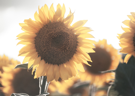 Sunflowers close image in the sunset warm lightの写真素材