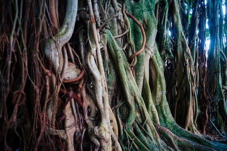 The old banyan tree leaves vivid imageの写真素材
