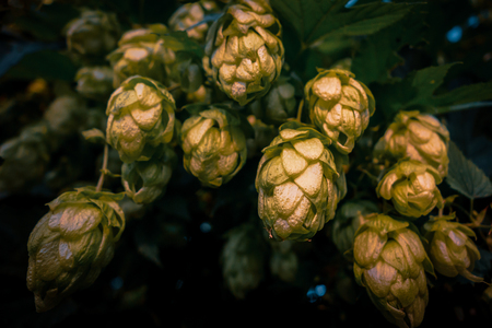 Humulus lupulus hop close up image in the evening light