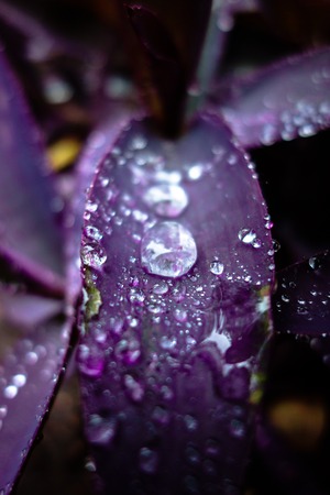 Water drops on the leavesの写真素材