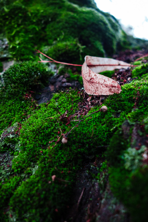 Wood texture with the wet moss on itの写真素材