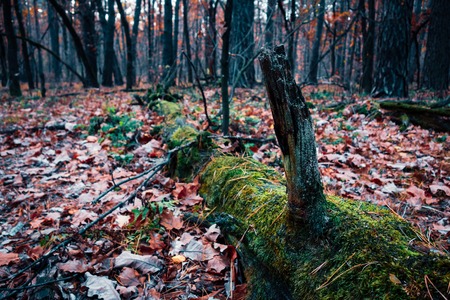 Fallen tree in the middle of deep forestの写真素材