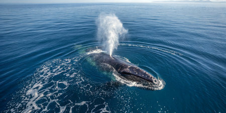 A large whale rises to the surface, releasing a mist of water from its blowhole, surrounded by calm blue ocean water under a clear sky.の写真素材