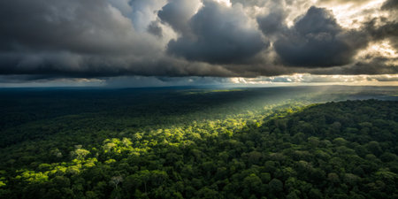 Sunset casts ethereal light over the vibrant green canopy of a rainforest under heavy clouds.の写真素材