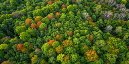 A stunning aerial view highlights autumn colors amid lush green forest foliage.