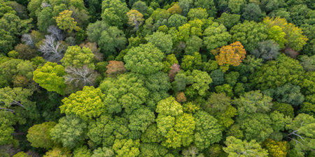 Vivid greenery fills the landscape as autumn subtly touches the leaves, casting a warm glow.