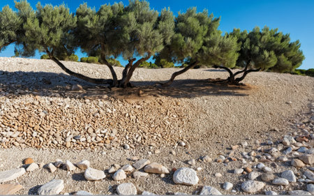 Gentle olive trees cast their shade over a rugged landscape filled with smooth stones and pebbles, embraced by a clear blue sky. Nature creates a peaceful gathering of elements in harmony.の写真素材